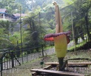 Bunga Bangkai Setinggi 3,7 Meter Mekar di Kebun Raya Cibodas LIPI